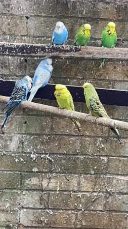 Image 6 of Cute cuddly Tame budgies Peterborough