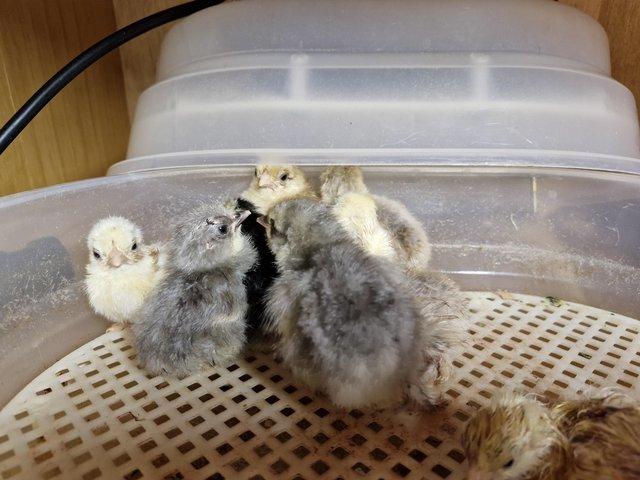 Preview of the first image of Pekin Bantam chicken hatching eggs.