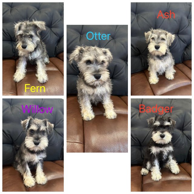 Preview of the first image of QUALITY KC REG. PEPPER SALT MINIATURE SCHNAUZER PUPPIES.