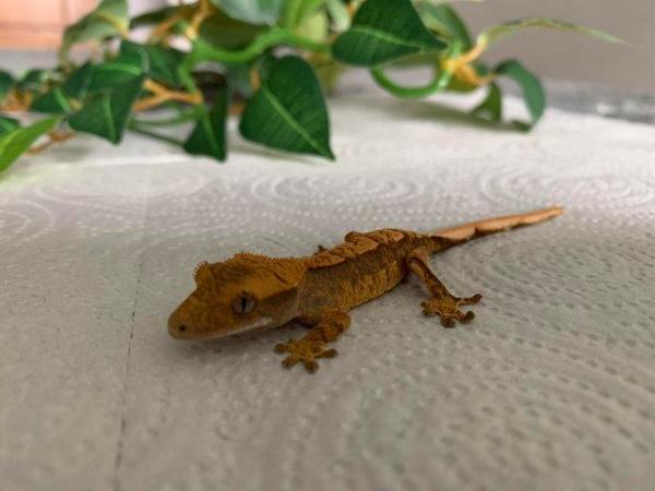 Image 1 of Crested Gecko Hatchlings CB23 ready now
