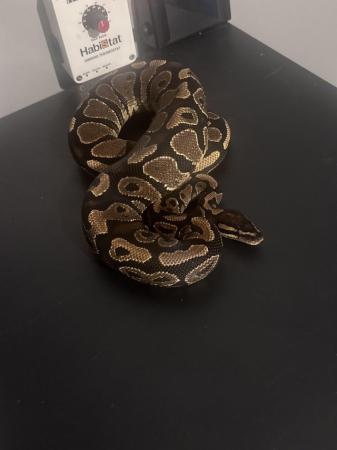 Image 4 of Ball python (female) for sale