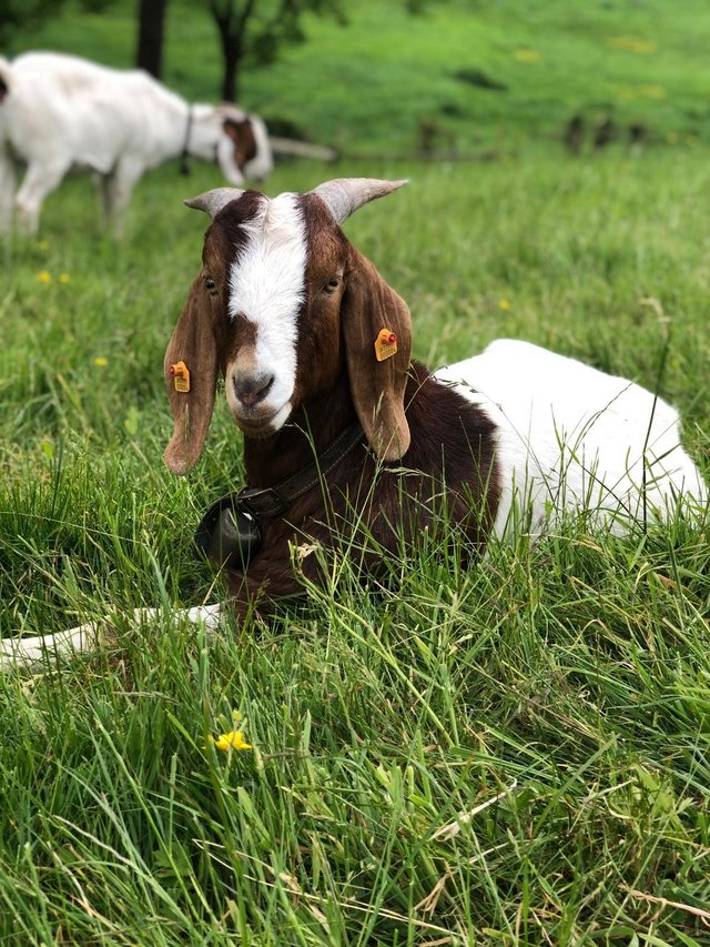 Preview of the first image of Pure Boer Billy Goat, 2 years old, proven.