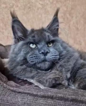 Image 4 of GCCF/ TICA proven blue Maine Coon stud. London