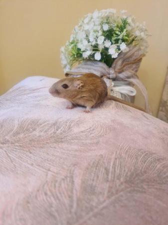 Image 3 of ***Stunning Lovable Baby Gerbils child friendly***