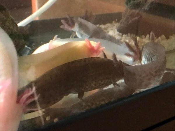 Image 1 of X1 AXOLOTL, Wild available only, heathy, 1 year old, 3 left
