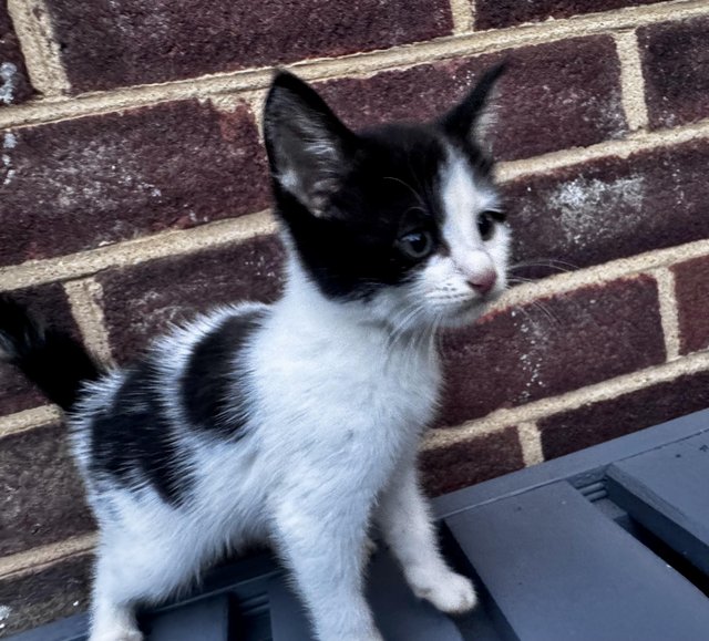 Kittens beautiful fully energy — photo 2 of 4
