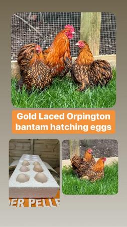 Image 3 of Hatching/fertile bantam and large fowl eggs