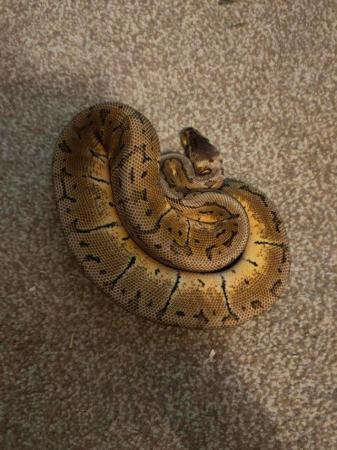Image 10 of CB23 Various Royal Pythons for sale