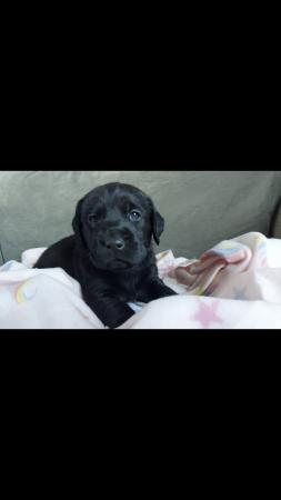 Image 3 of Kc reg lab puppies by health tested parents
