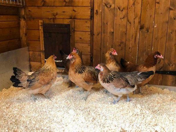 Image 60 of *POULTRY FOR SALE,EGGS,CHICKS,GROWERS,POL PULLETS*