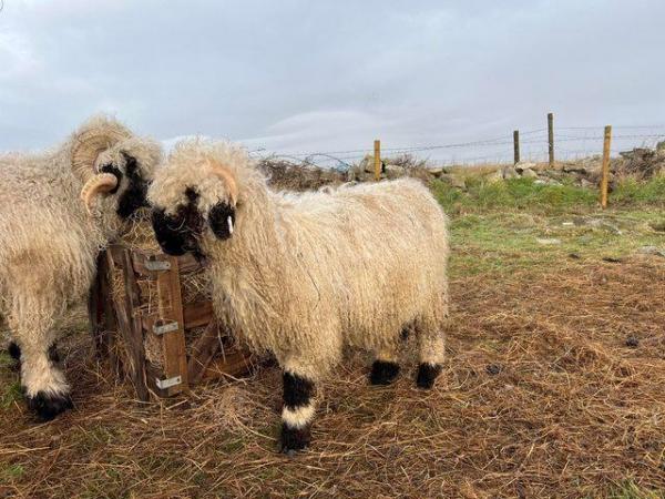 Image 2 of Pedigree Valais Blacknose Ram Lamb