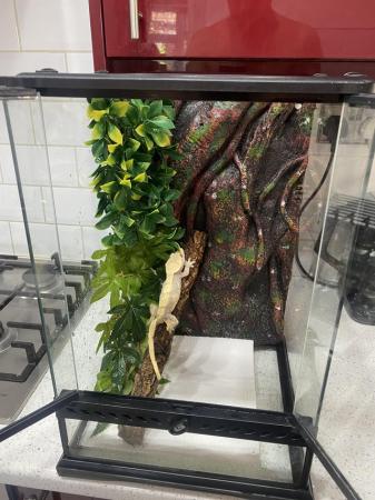 Image 1 of Female crested gecko and setup