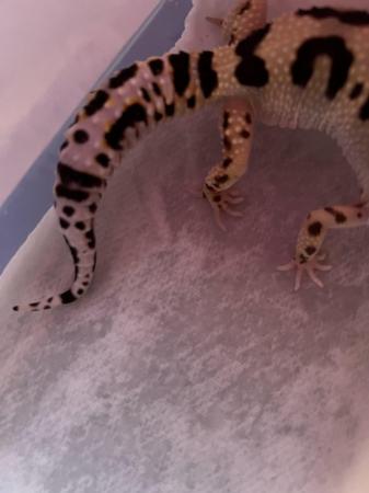 Image 3 of Leopard Gecko Female Bold Bandit No Hets