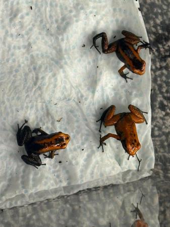Image 3 of Dart frogs orange phyllobates terribilis black foot