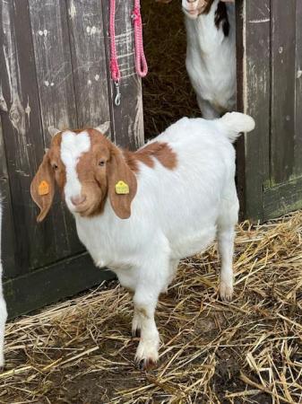 Image 5 of Pure Boer Goats for sale