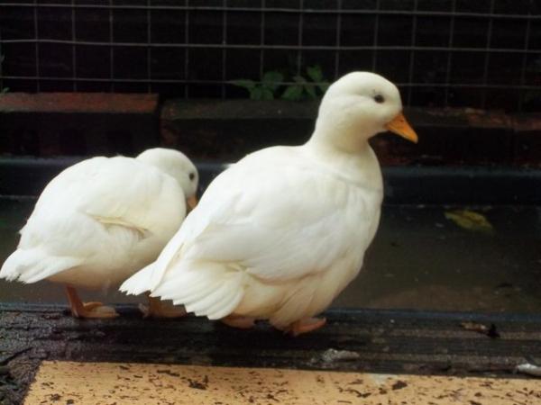 Image 3 of QUALITY CALL DUCK DUCKLINGS £12 EACH.15 AVAILABLE.