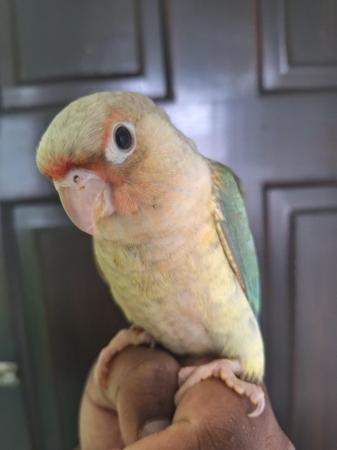 Image 2 of Hand reared turquoise pineapple green cheek conure - Male