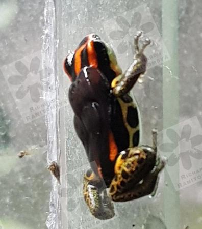 Image 3 of Dart Frog Ranitomeya Tadpoles 3 to 7 weeks old