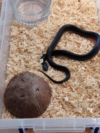 Image 3 of MEXICAN BLACK KINGSNAKES CB2022