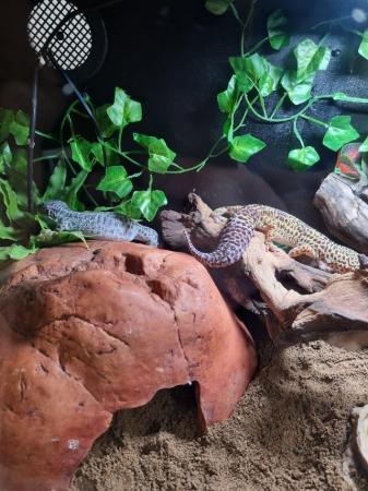 Image 5 of 2 x leopard geckos and full set up