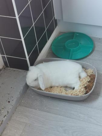 Image 4 of 3 year old white male rabbit