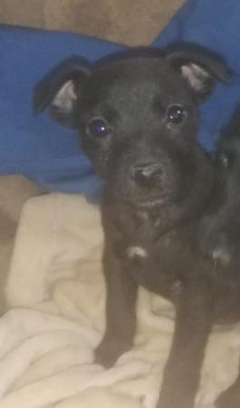 Image 20 of Patterdale terrier pups ready now little livewires