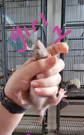 Image 4 of Friendly Female Rat Babies