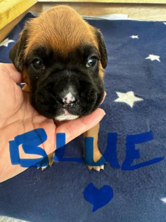 Image 9 of 2 Kc registered Boxer puppies