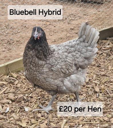 Image 16 of POL Hybrid Hens & Pure Breed Bantams for sale