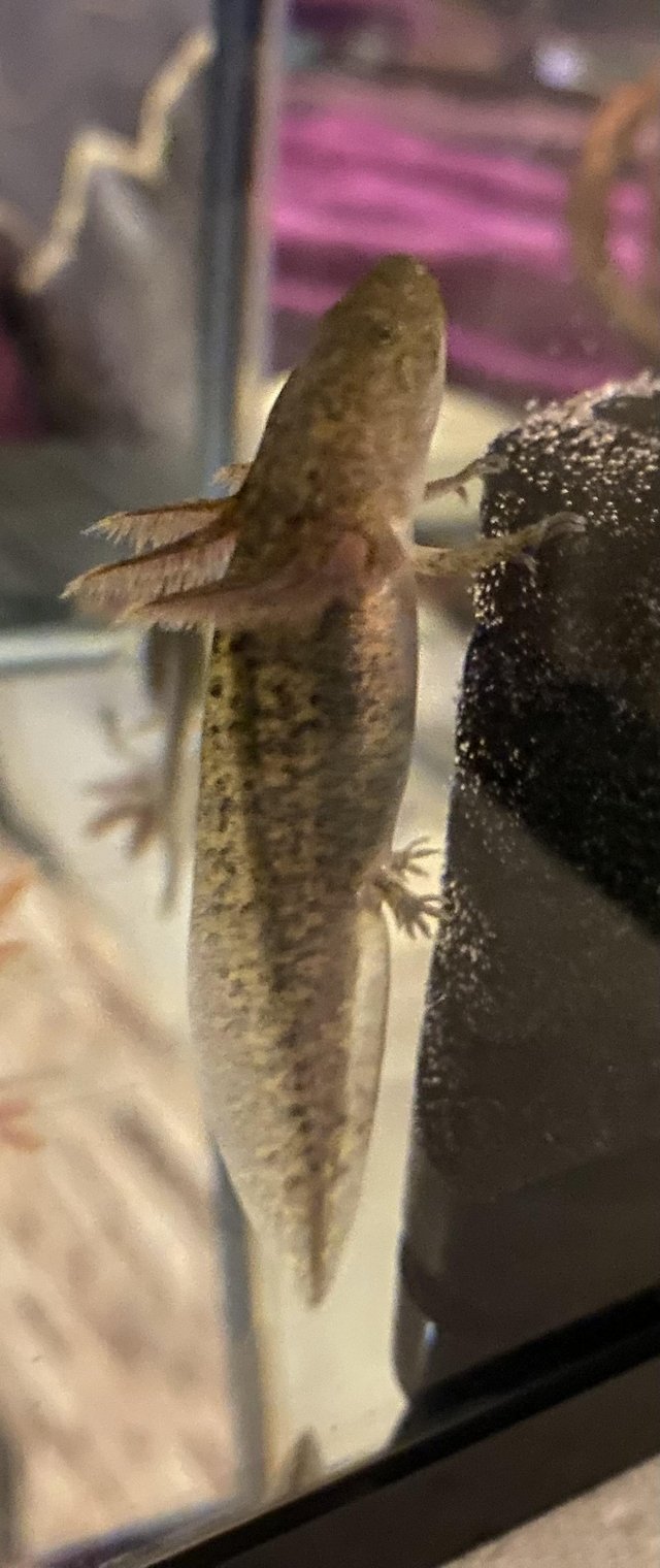 Preview of the first image of *SOLD* 10 week old Axolotls (wilds) £10.