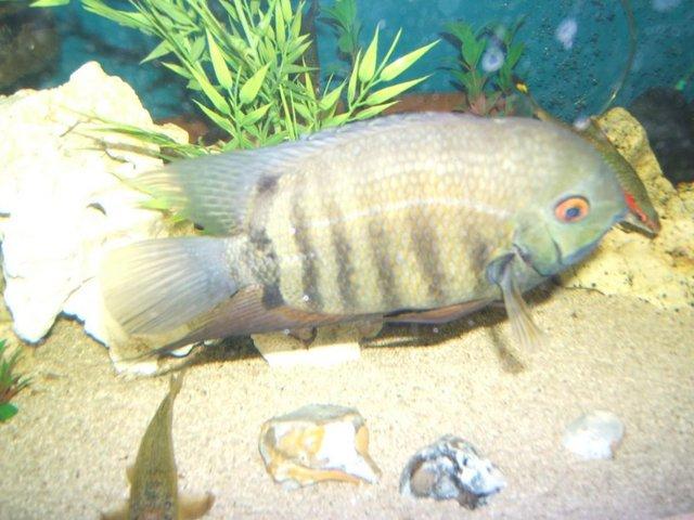 Preview of the first image of Large Severum Tropical fish for sale.