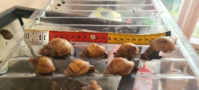 Image 4 of Giant african land snails 1.50