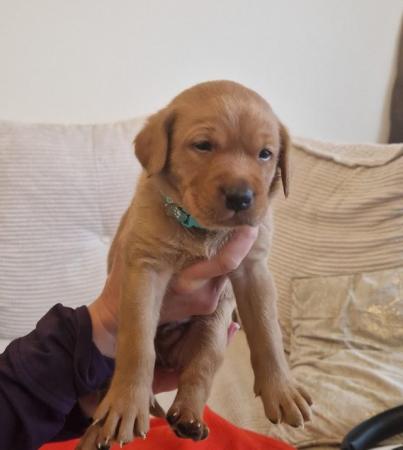 Image 14 of KC registered Fox Red Labrador puppies