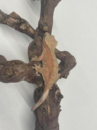 Image 9 of Female crested geckos 45-30grams