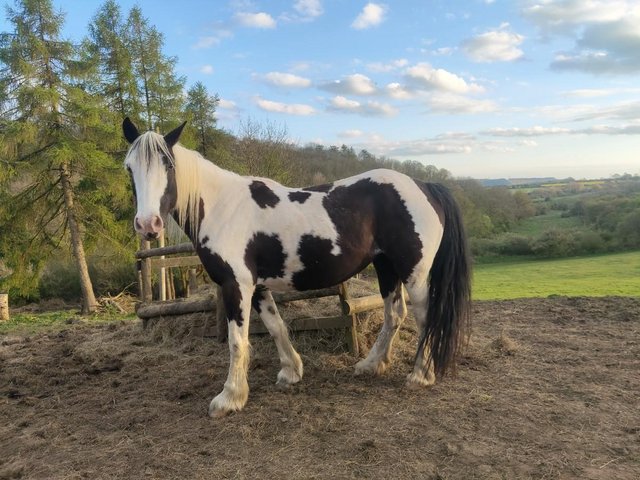 Preview of the first image of 9 year rising Cob Mare looking for good home.