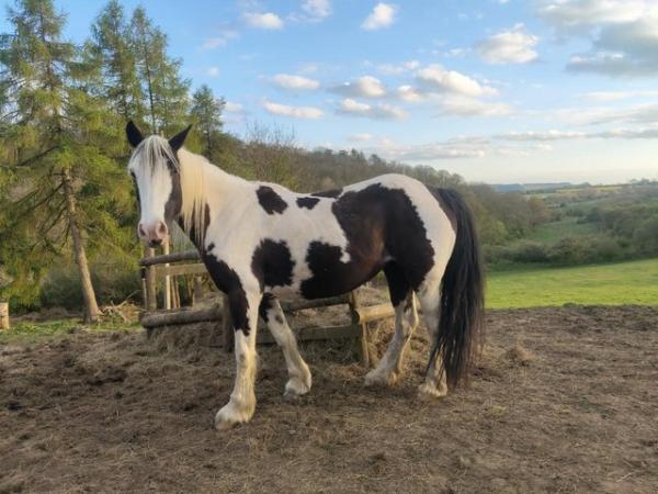 Image 1 of 9 year rising Cob Mare looking for good home