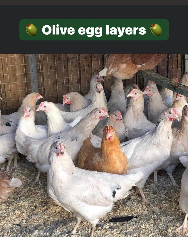 Preview of the first image of Ready to lay hens in a range of breeds.