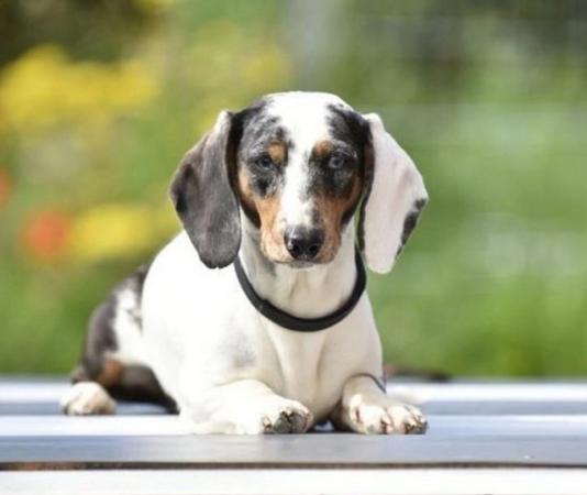 Adorable dachshund puppies looking new home for sale in Tarleton, Lancashire - Image 3