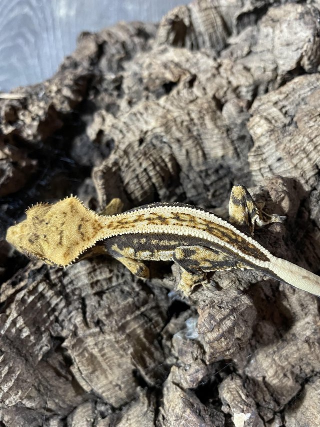 Preview of the first image of Baby Crested Geckos (3-4 months).