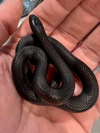 Image 2 of Mexican Black Kingsnakes CB23 King Snakes