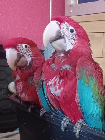 Image 2 of Handreared silly tame Greenwing Macaw chicks