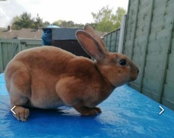 Image 1 of Lovely friendly mini rex boys (delivery possible)