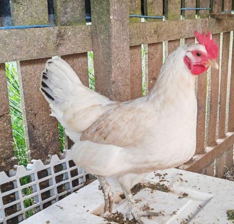 Image 1 of 3 beautiful chickens for sale...