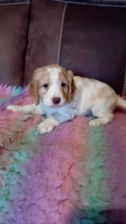 Image 5 of KC registered working cocker spaniels AMS PRA FN Clear