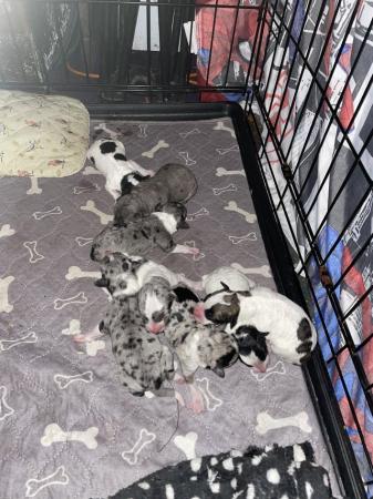 Jackapoo jack Russell x poodle puppies for sale in Hambrook, West Sussex