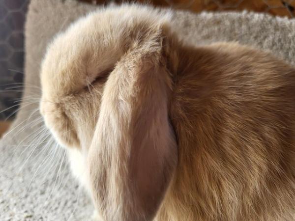 Image 2 of Ready Now ... Fawn Mini Lop Buck