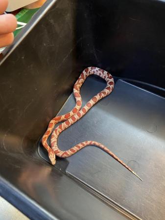 Image 1 of Hypo corn snake Male £60