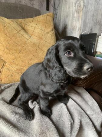 Image 2 of Cocker spaniel puppies for sale