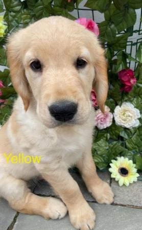 Image 5 of *READY NOW!! 2 Girls left! Gorgeous Golden Retriever Puppies