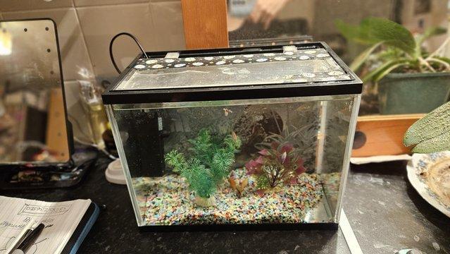 Image 5 of Small fish tank and 5 cold waterfishes.Filterincluded.